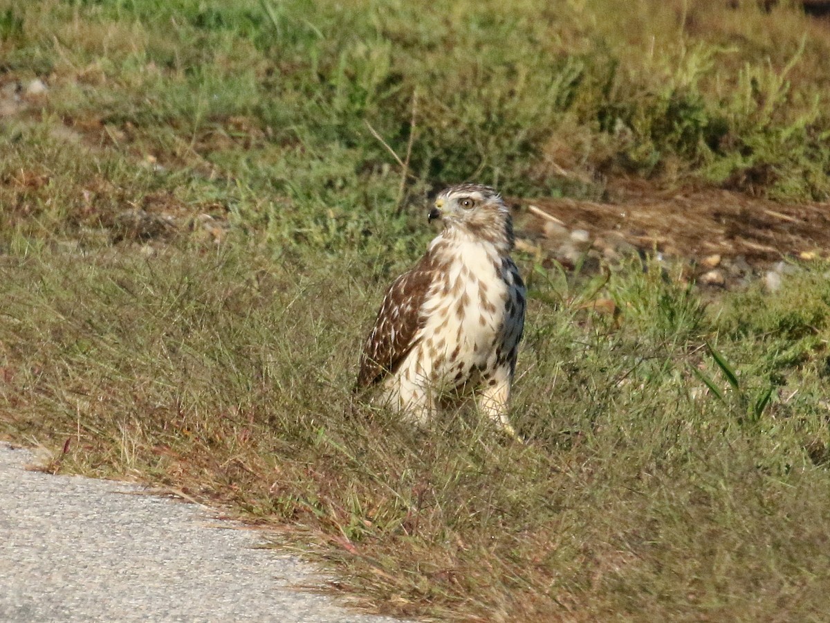 Red-shouldered Hawk - ML116003801