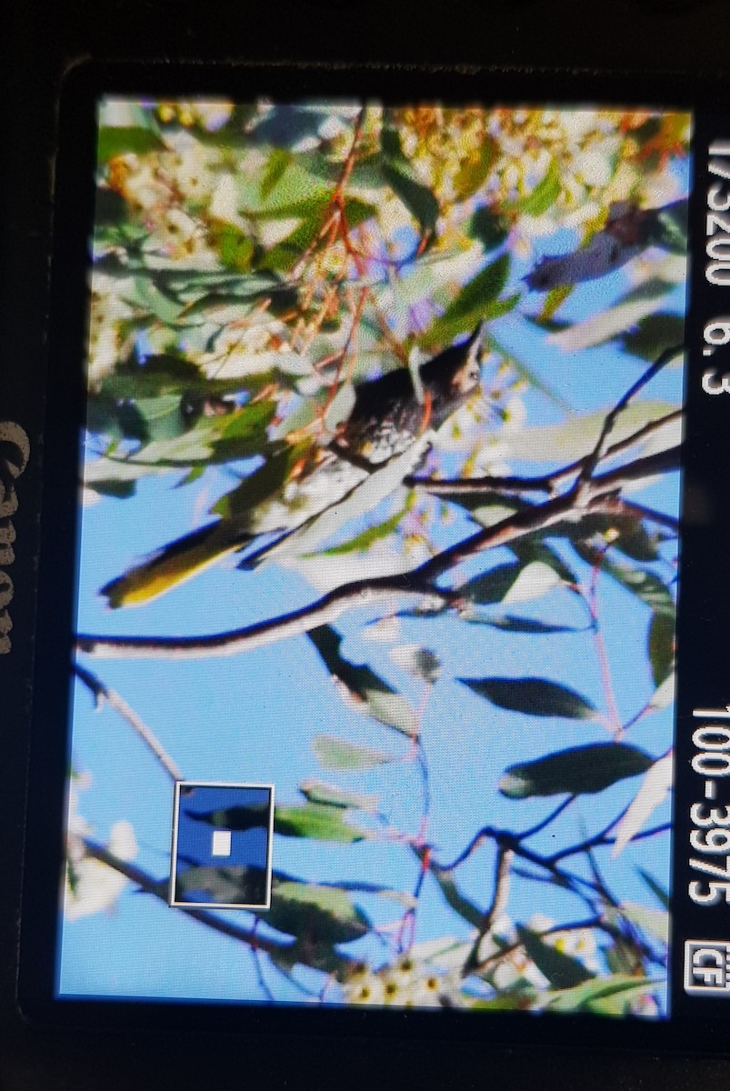 Regent Honeyeater - ML116004971