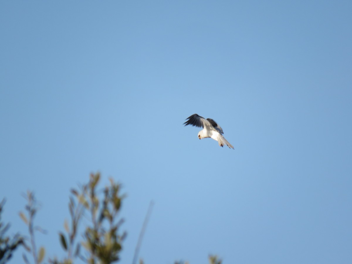 White-tailed Kite - ML116007911