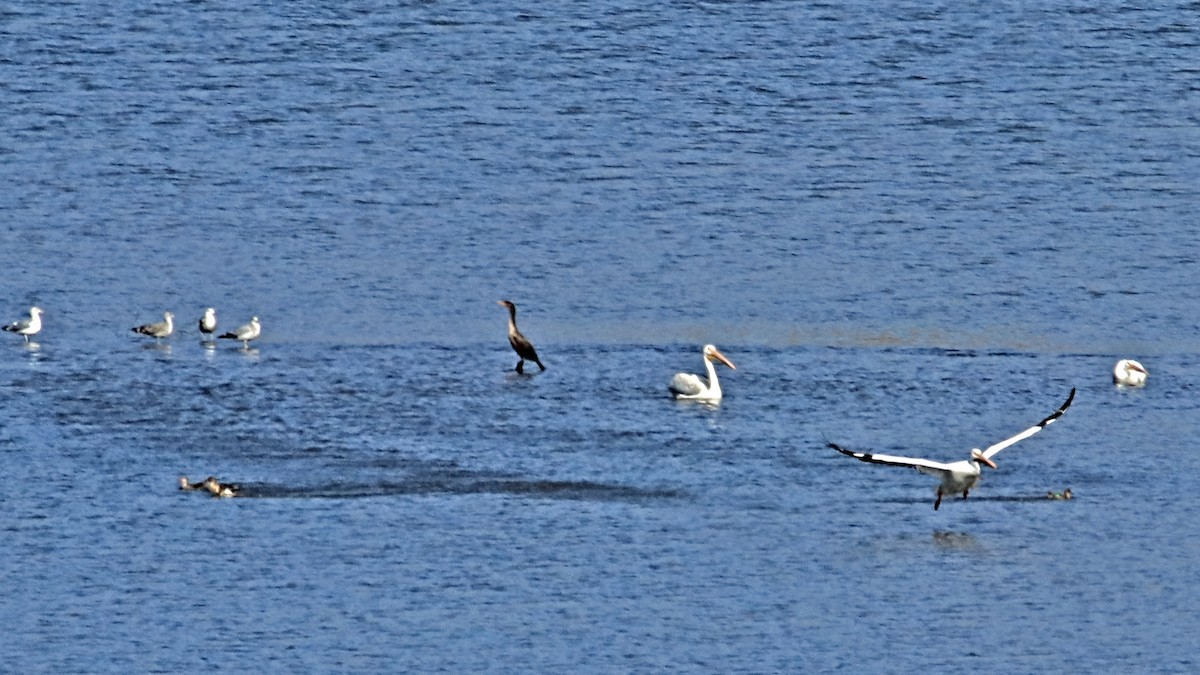 Double-crested Cormorant - ML116008021