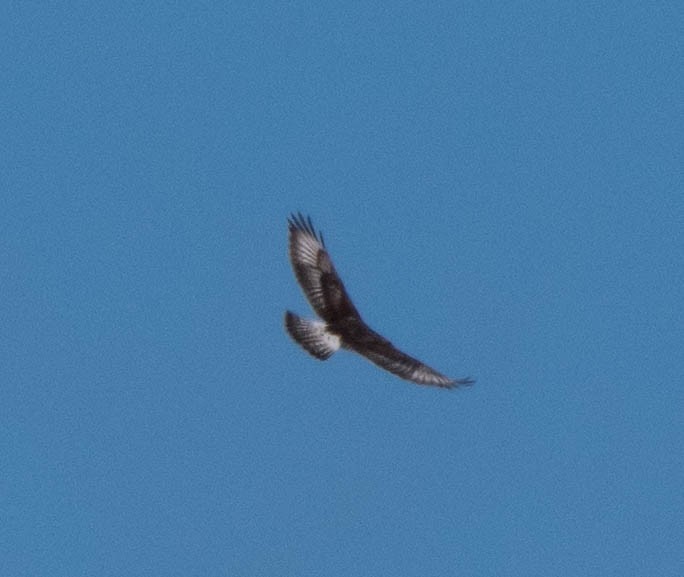 Ferruginous Hawk - ML116008331