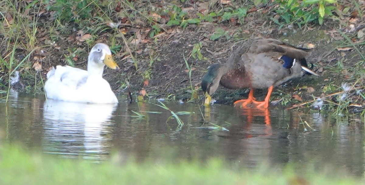 Mallard - Kathie Rosse