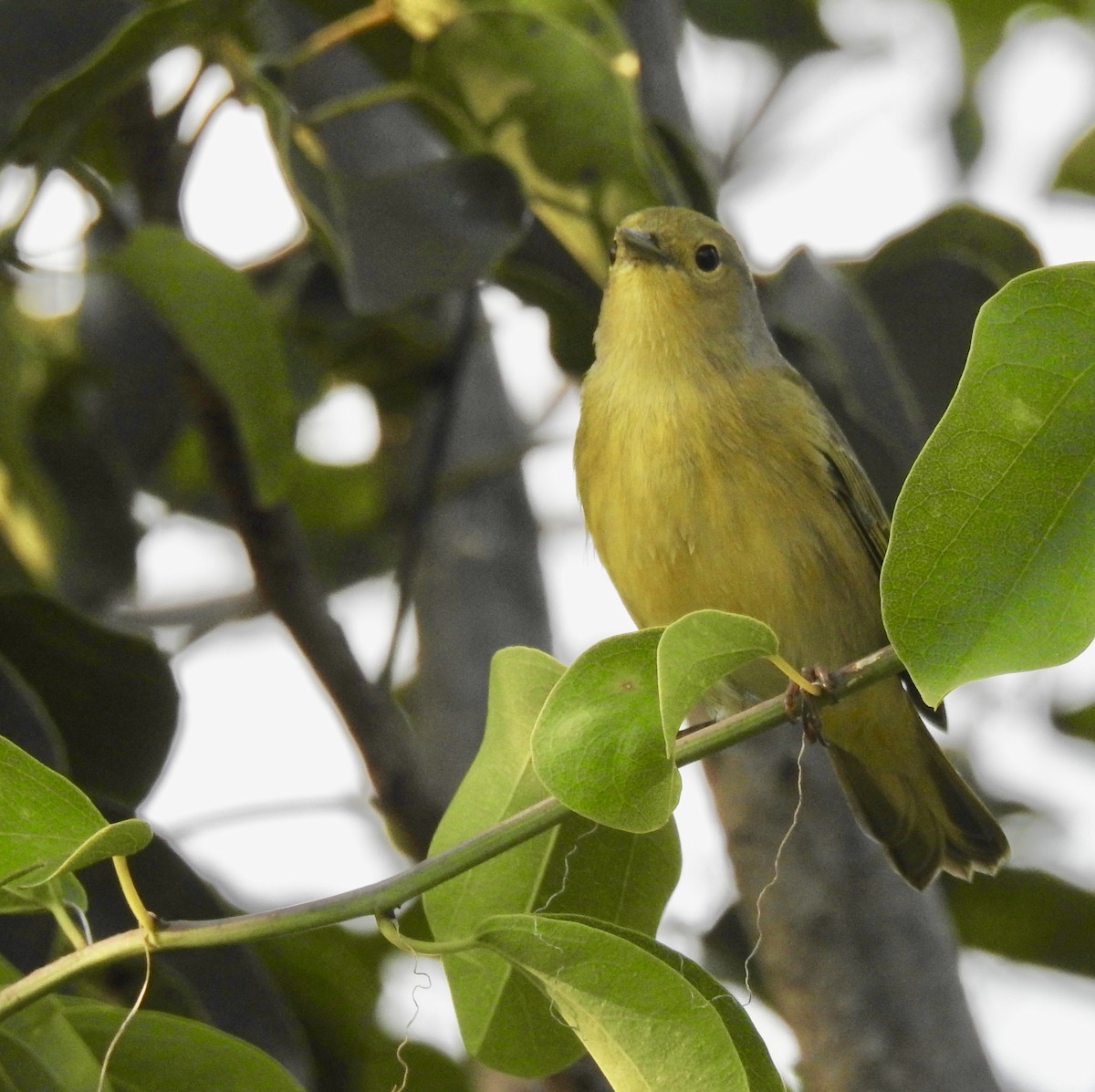 Reinita de Manglar - ML116009081