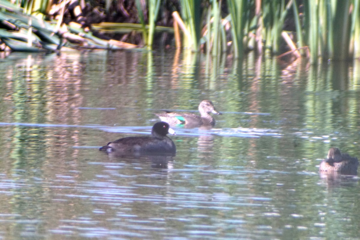 American Coot - ML116010341