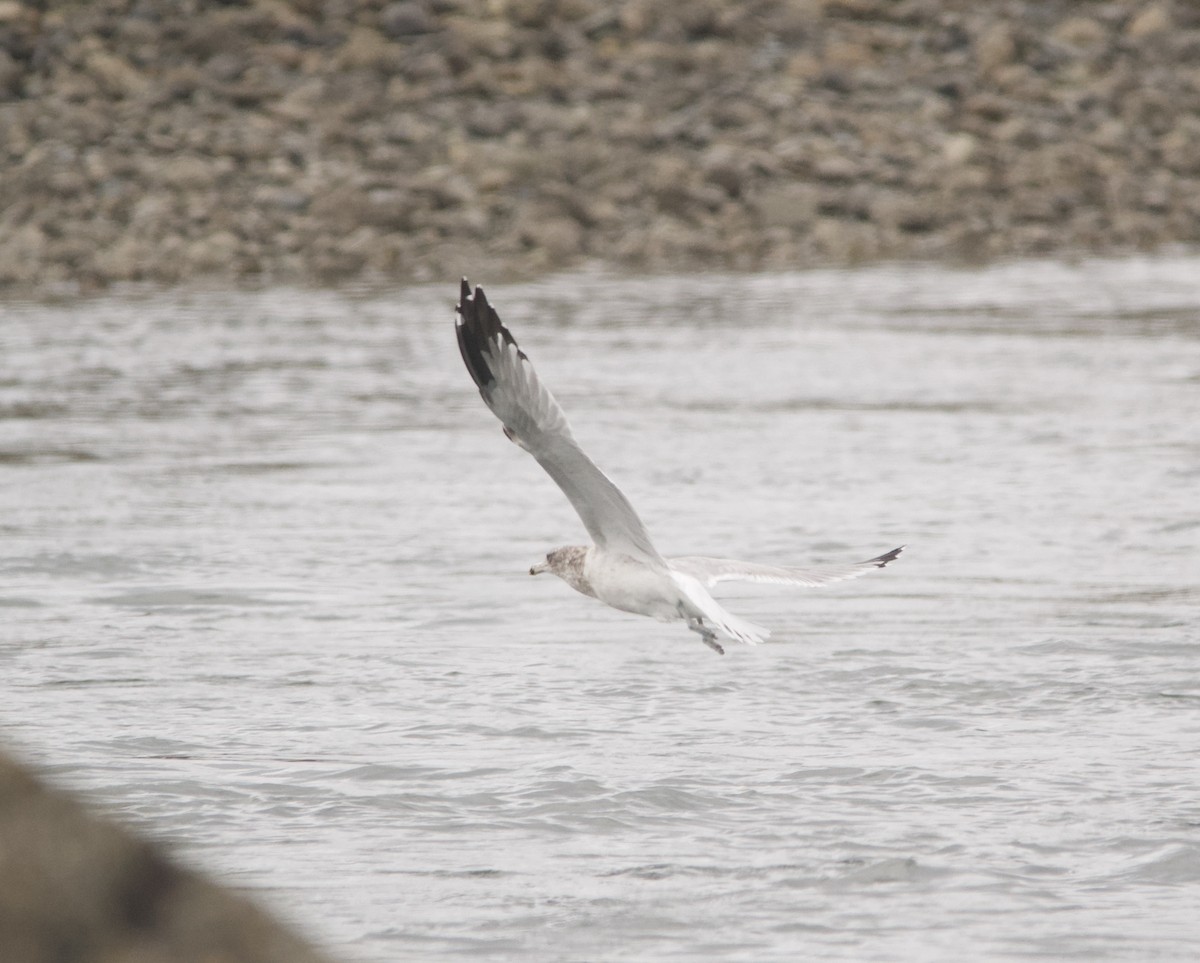 Gaviota Argéntea (americana) - ML116012121