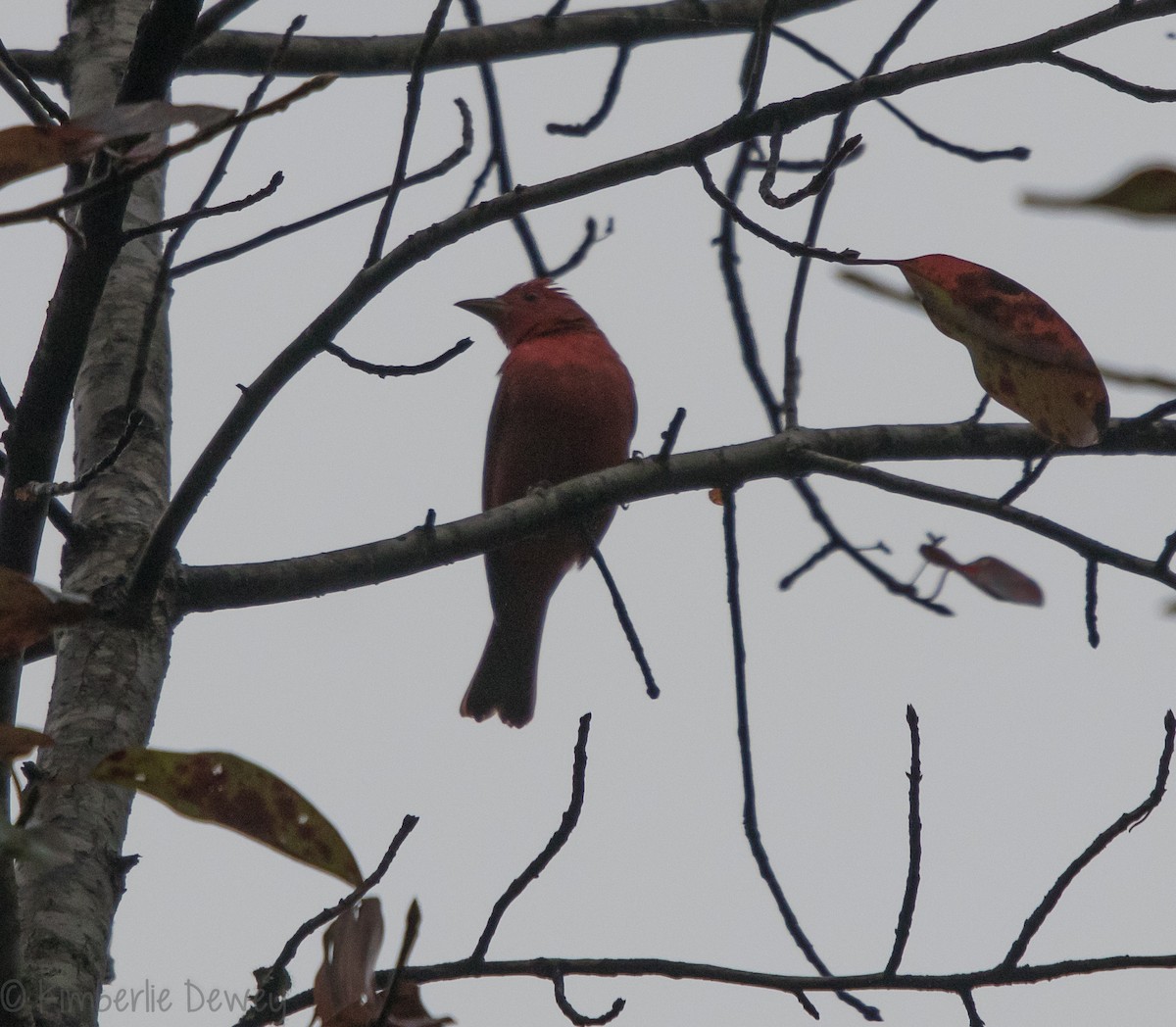Summer Tanager - ML116012481