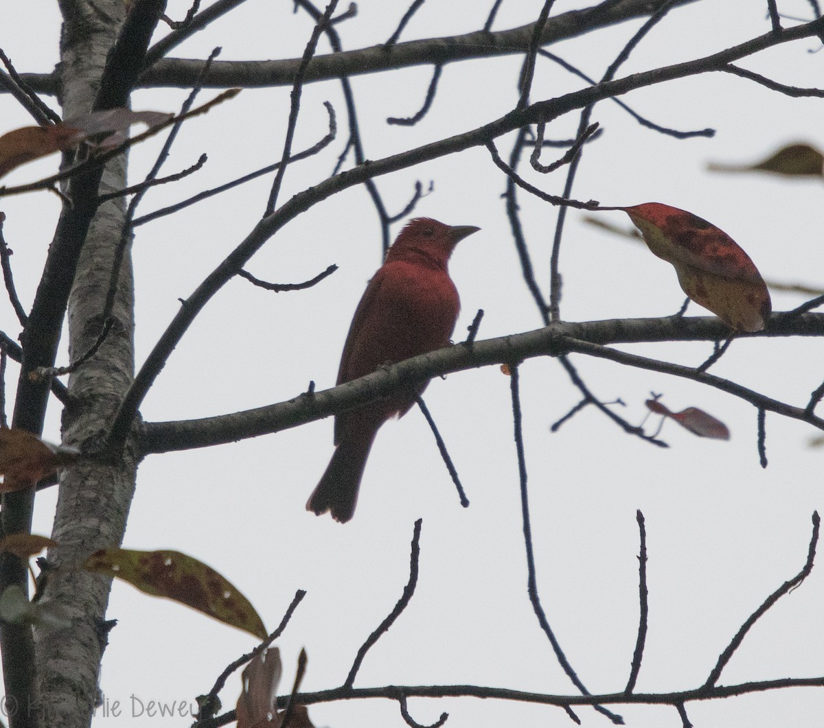 Summer Tanager - ML116012491