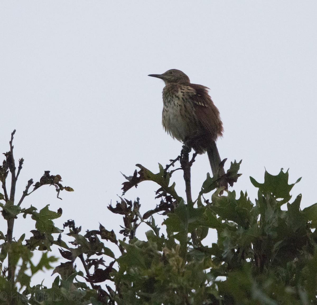 Brown Thrasher - ML116012521
