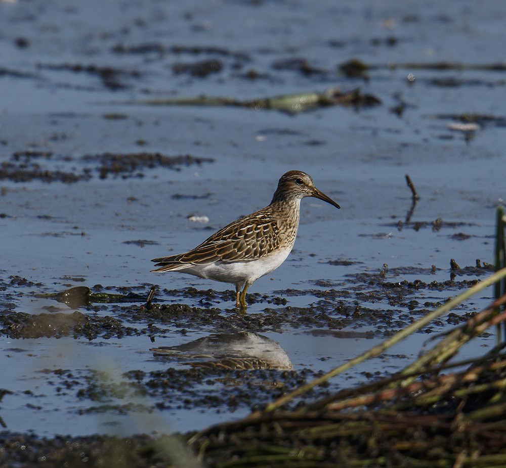 Pectoral Sandpiper - Gary Woods