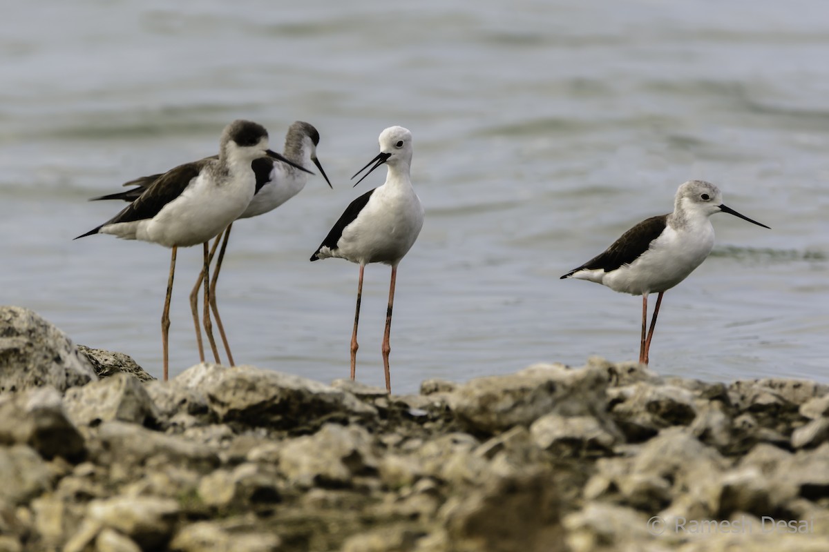 Black-winged Stilt - ML116012981