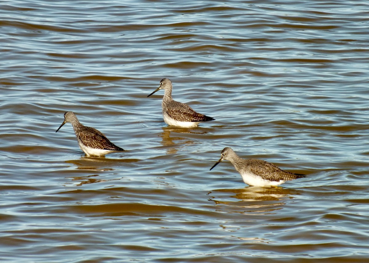 Greater Yellowlegs - Serge Perreault