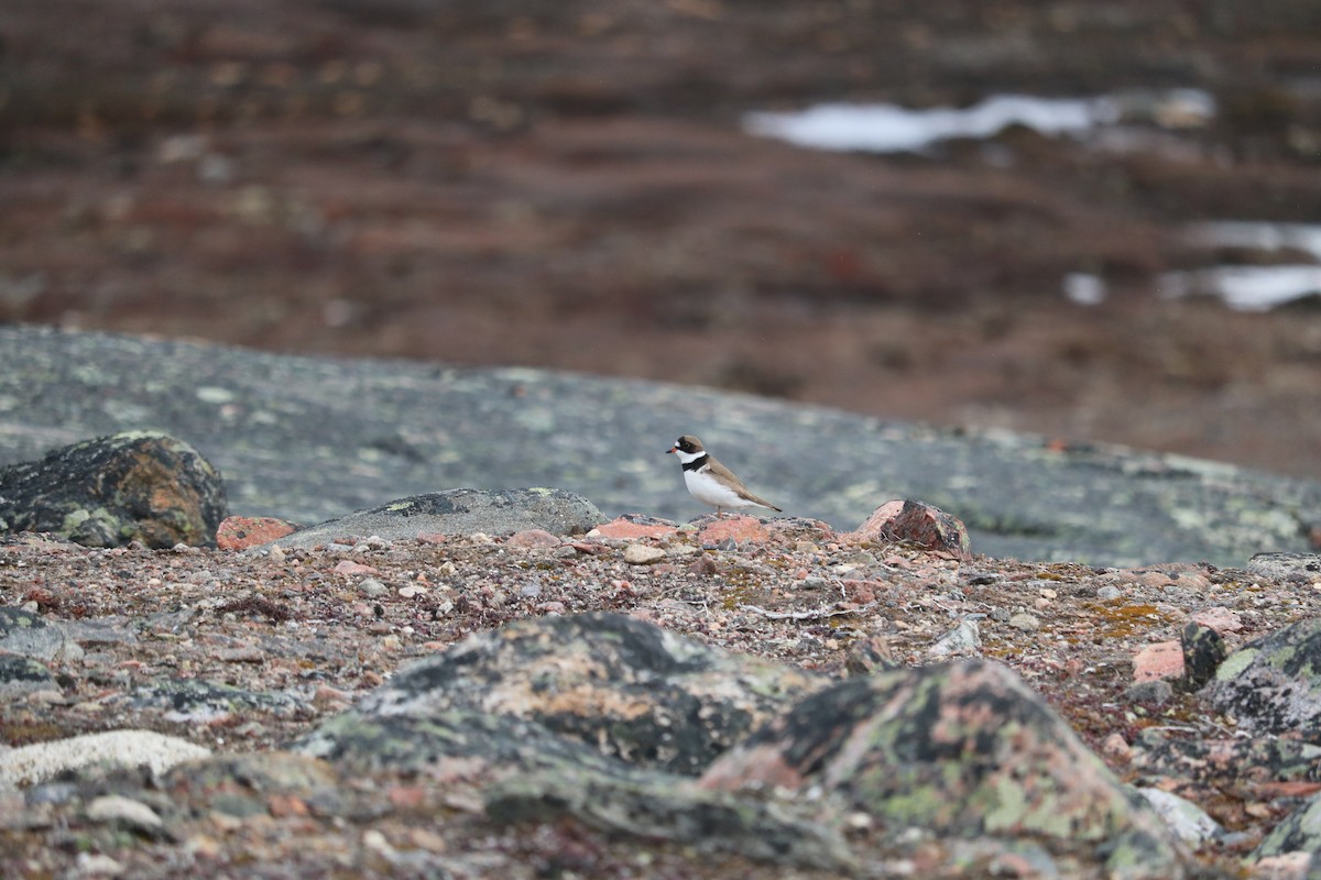 Semipalmated Plover - Katelyn Luff