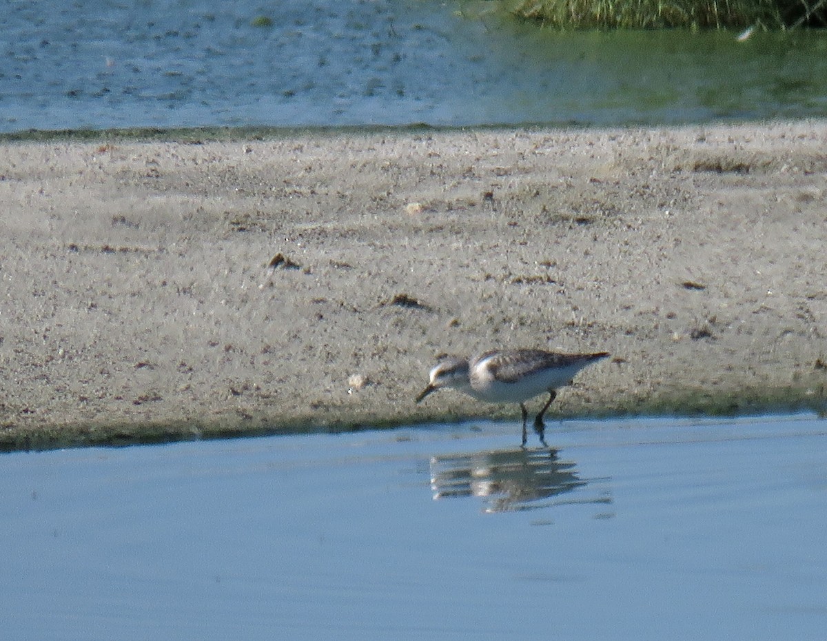 Sanderling - Cathy Beck