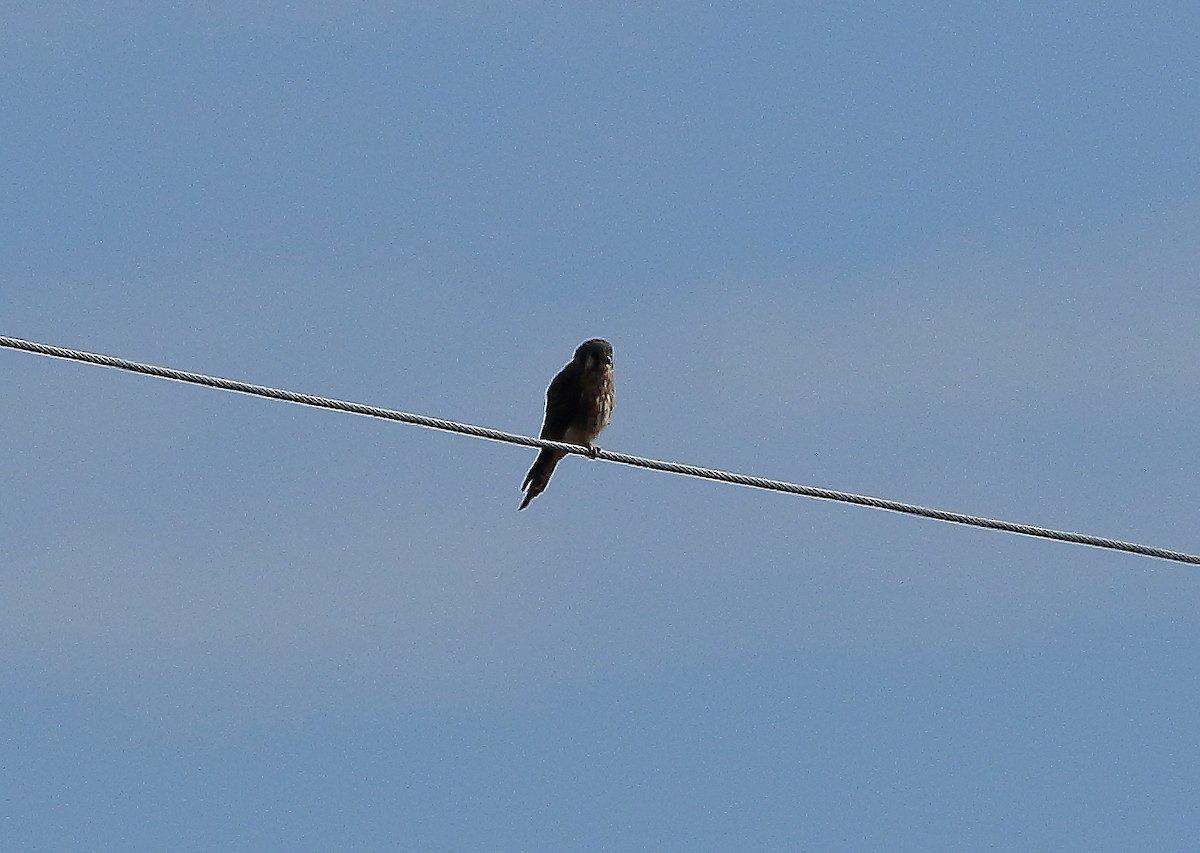 American Kestrel - ML116016741