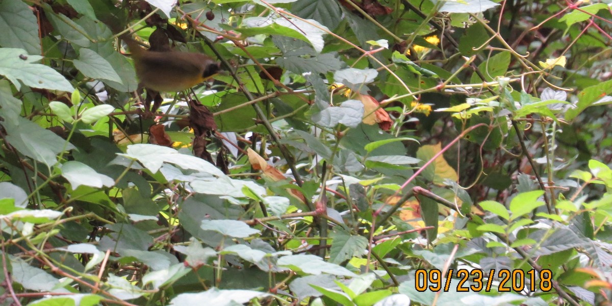 Common Yellowthroat - ML116017031