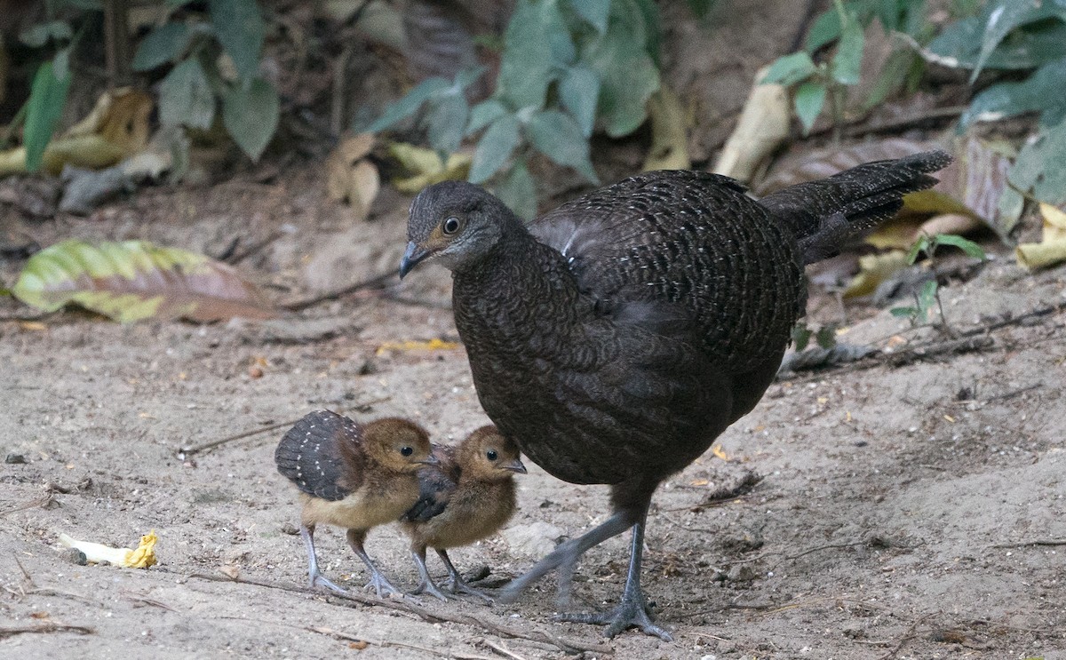 Gray Peacock-Pheasant - ML116019721