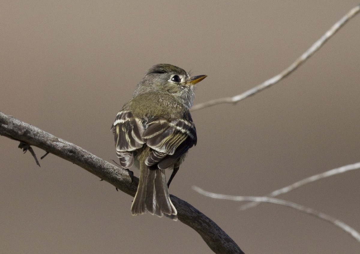 Gray Flycatcher - Peter Seubert