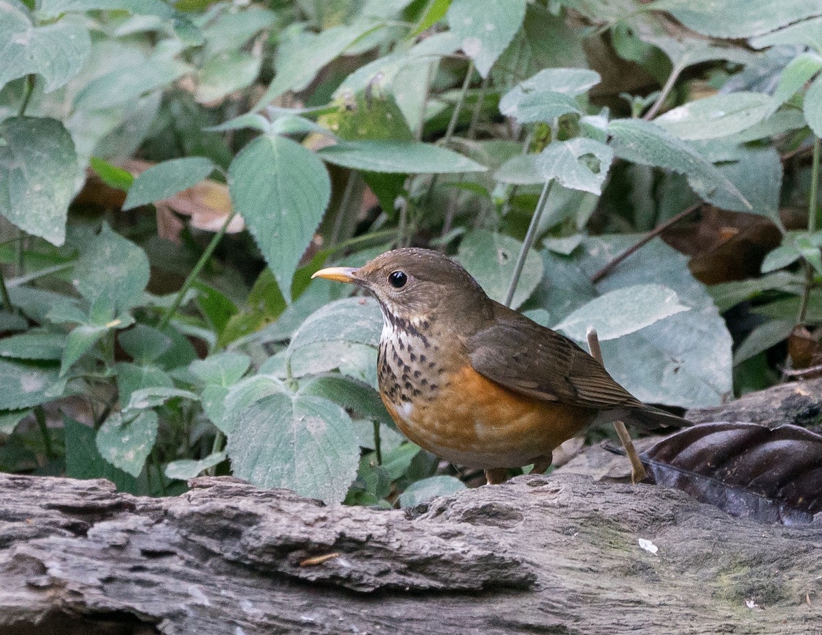 Black-breasted Thrush - ML116020411