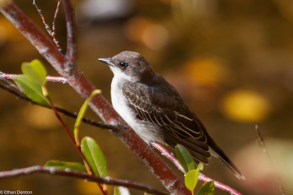 Eastern Kingbird - ML116020651