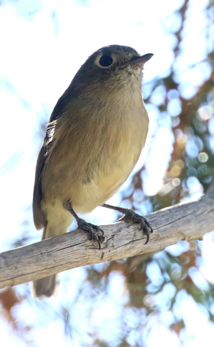 Hutton's Vireo - ML116021931