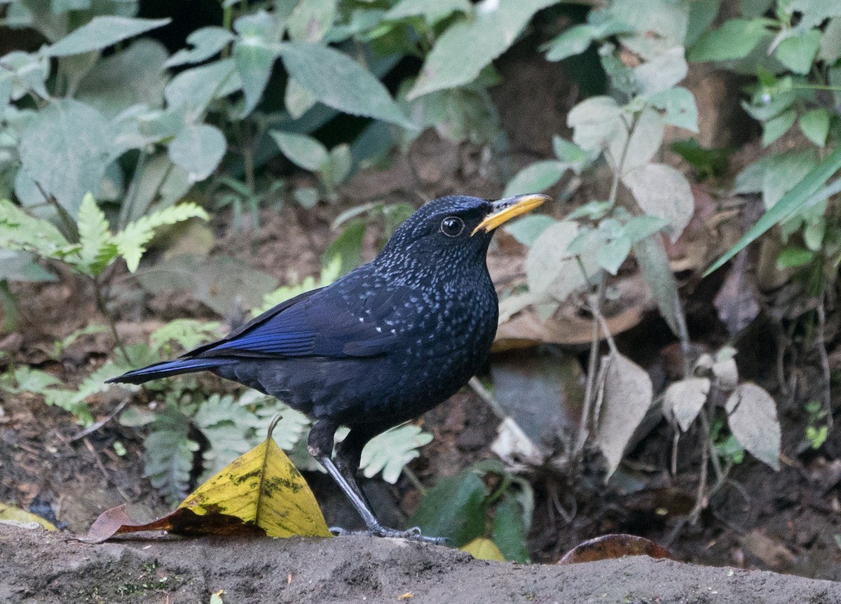 Blue Whistling-Thrush - ML116022461