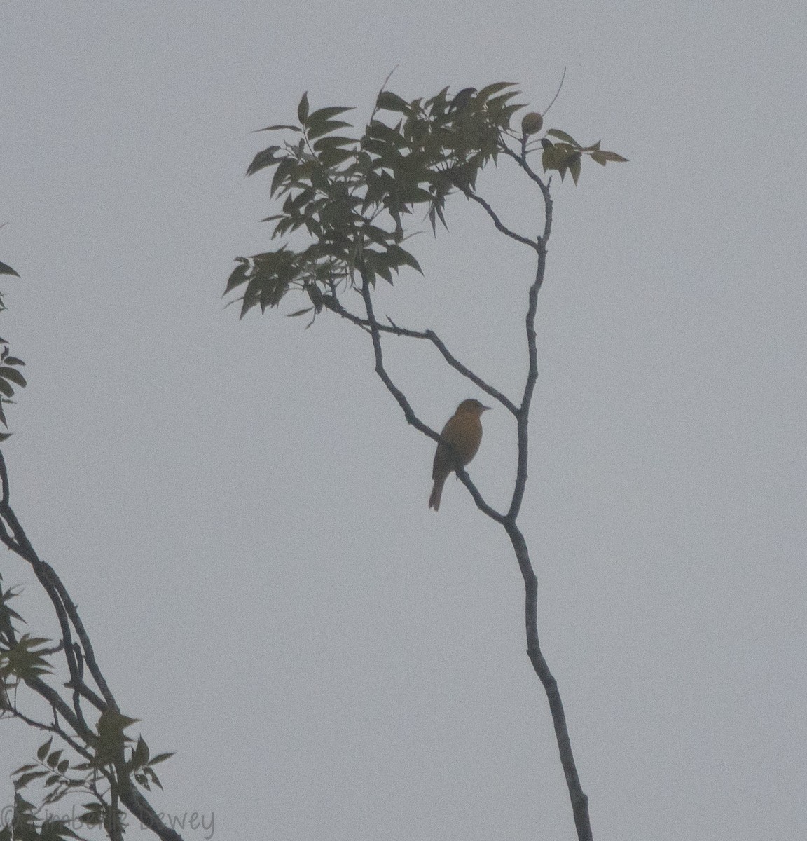 Baltimore Oriole - ML116022581