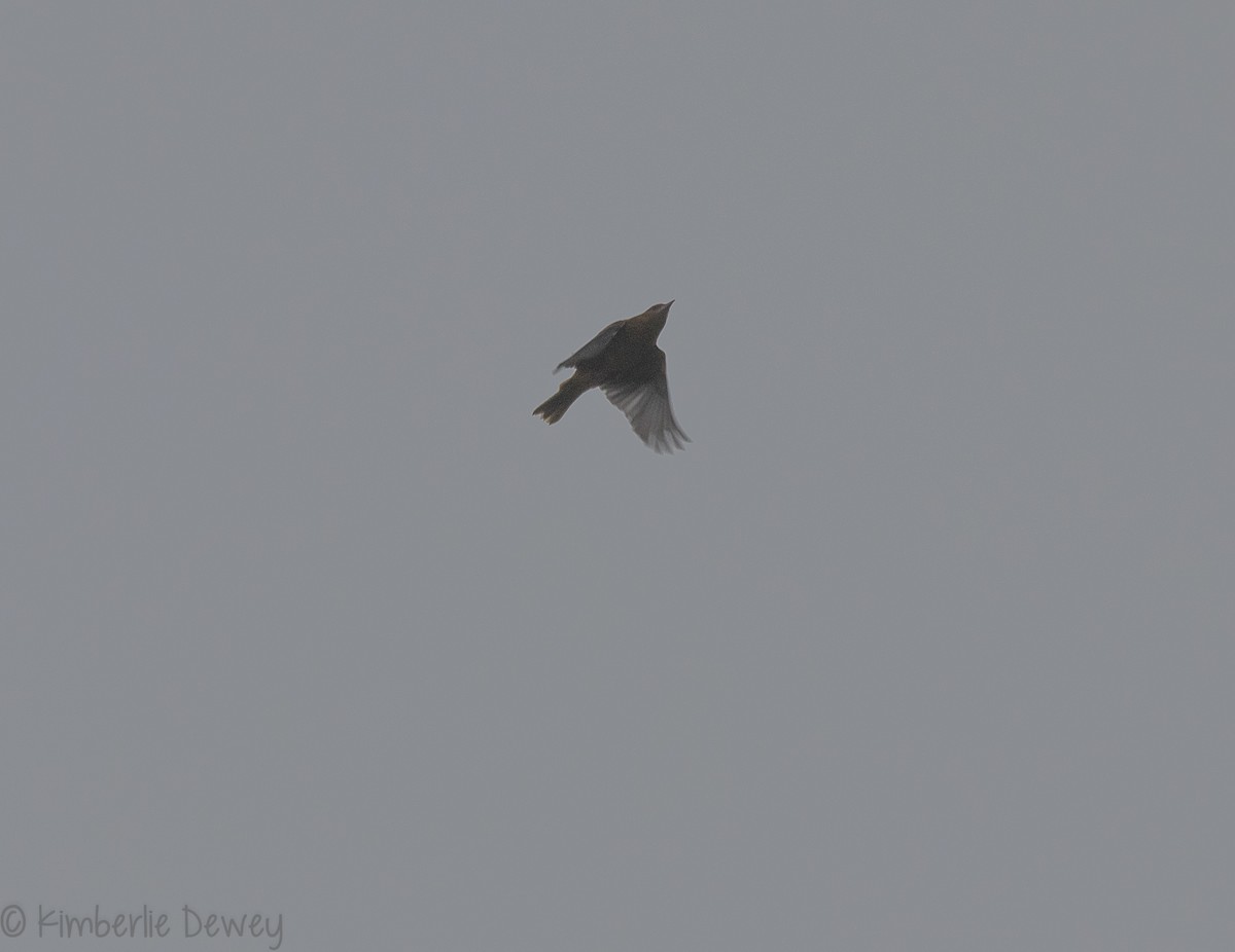 Baltimore Oriole - ML116022591