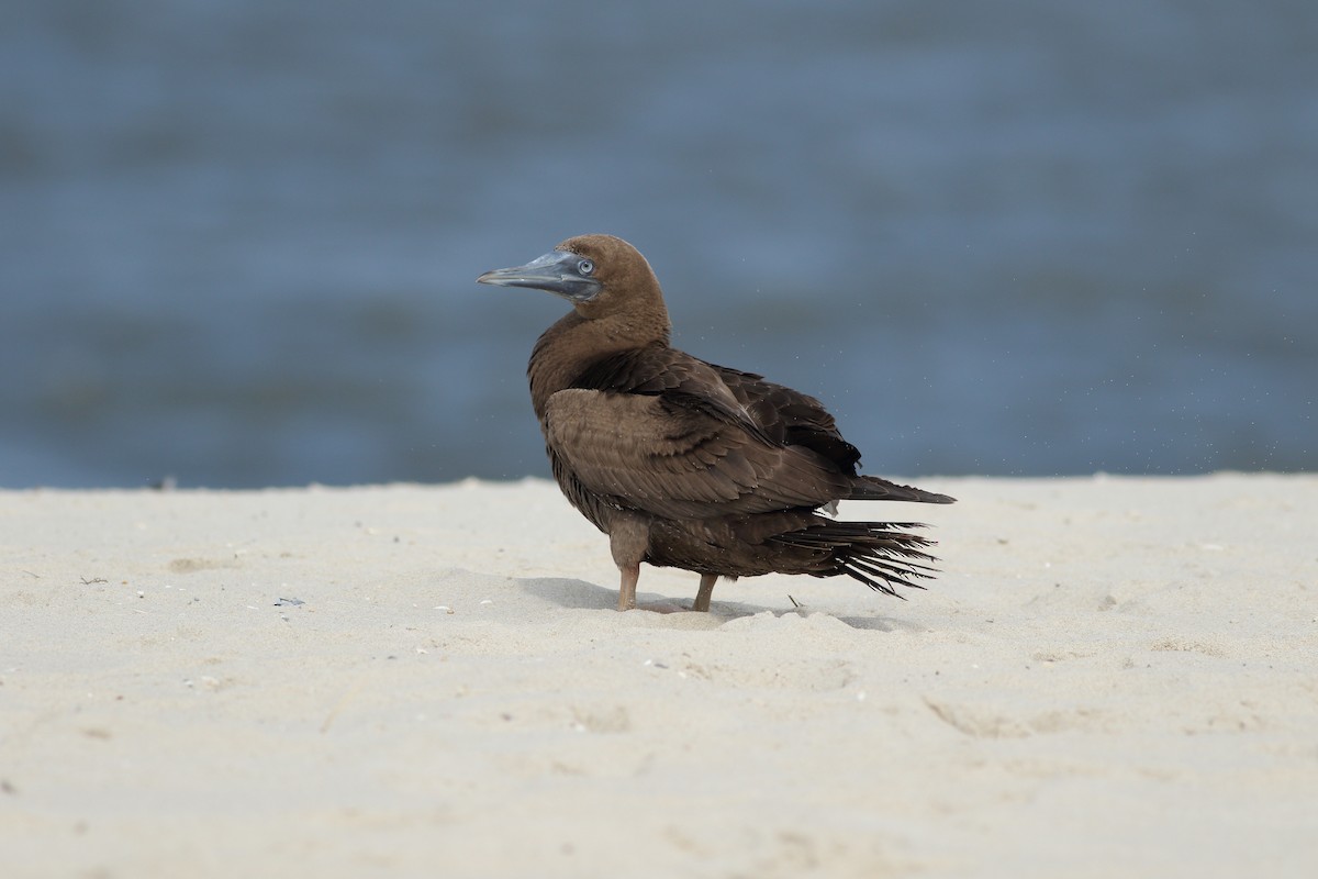 Brown Booby - ML116023541
