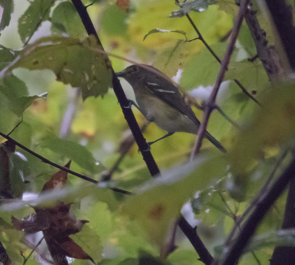 White-eyed Vireo - ML116023651
