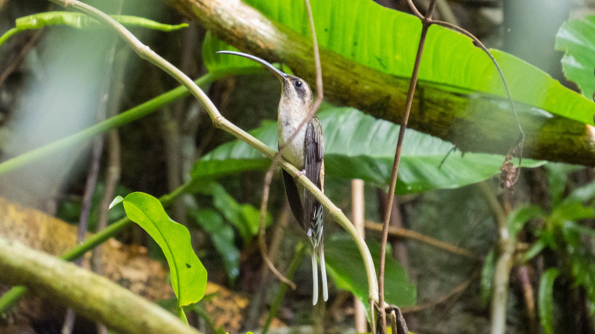 Long-billed Hermit - ML116026931