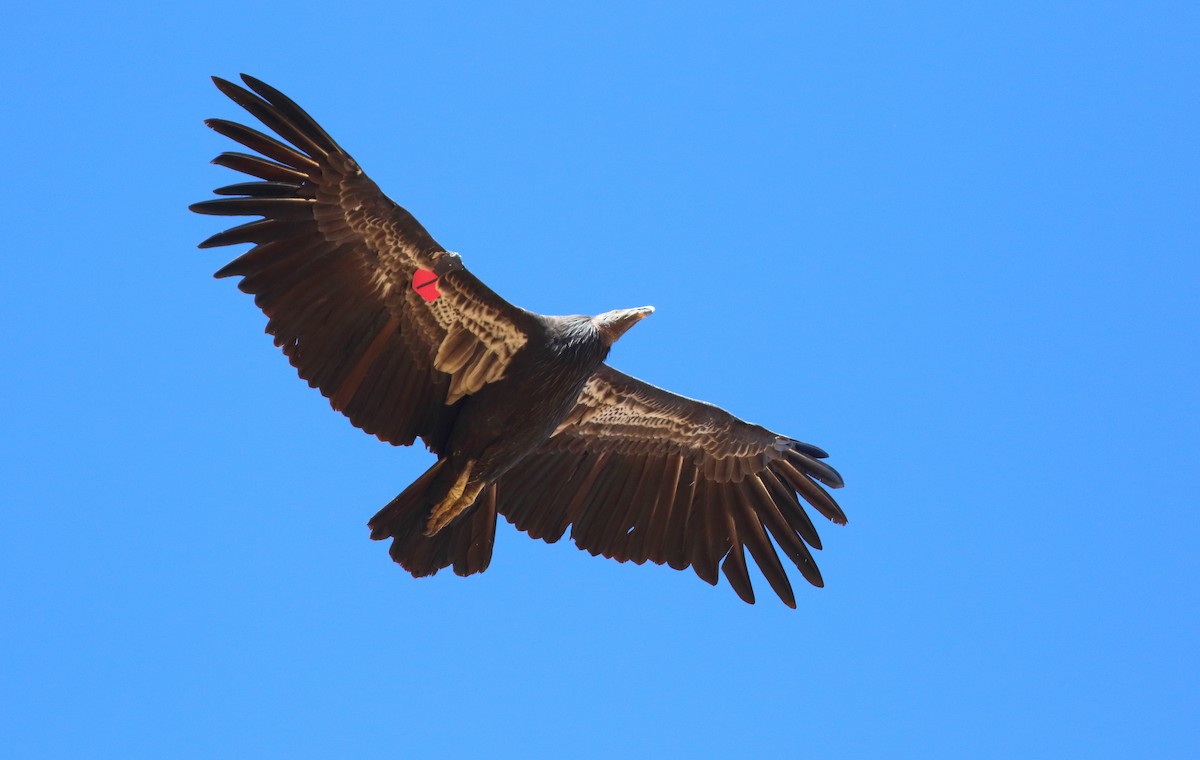 California Condor - David Barton