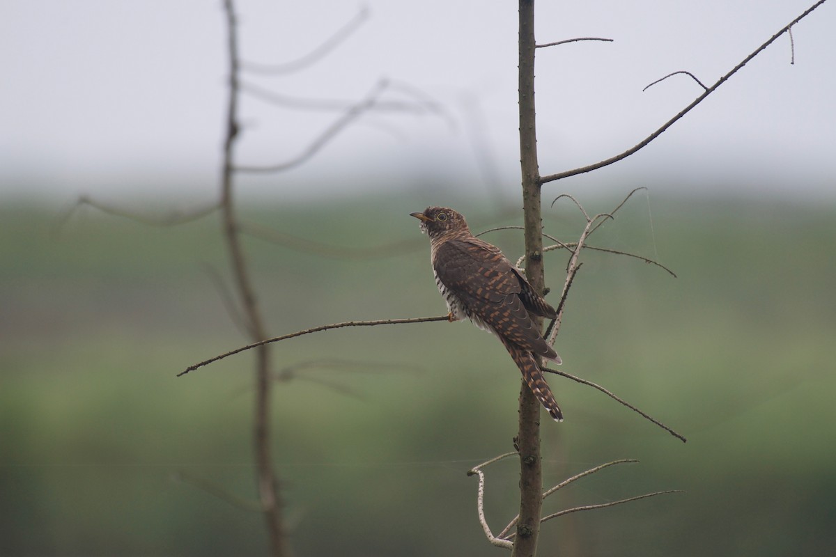 Lesser Cuckoo - Yasuhiko Komatsu