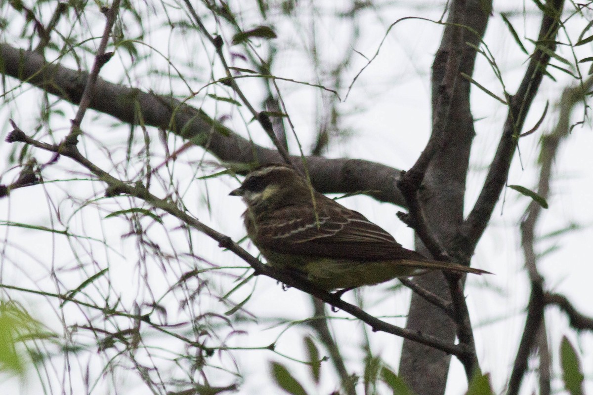 Piratic Flycatcher - Bill Lupardus