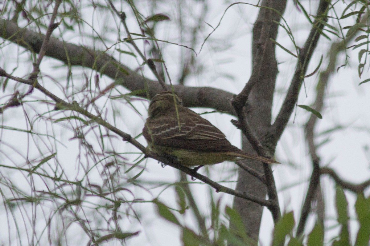 Piratic Flycatcher - ML116029991