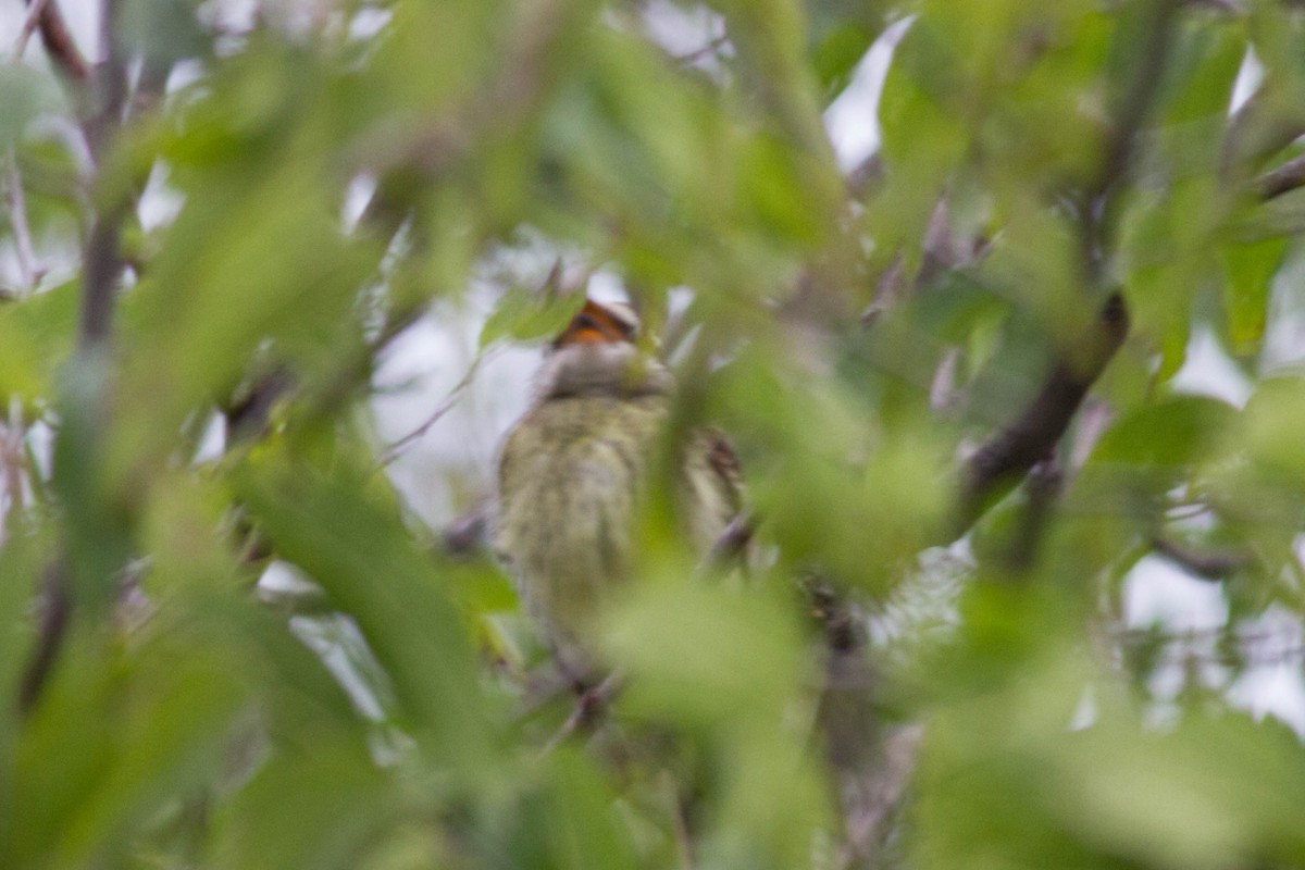 Piratic Flycatcher - ML116030101