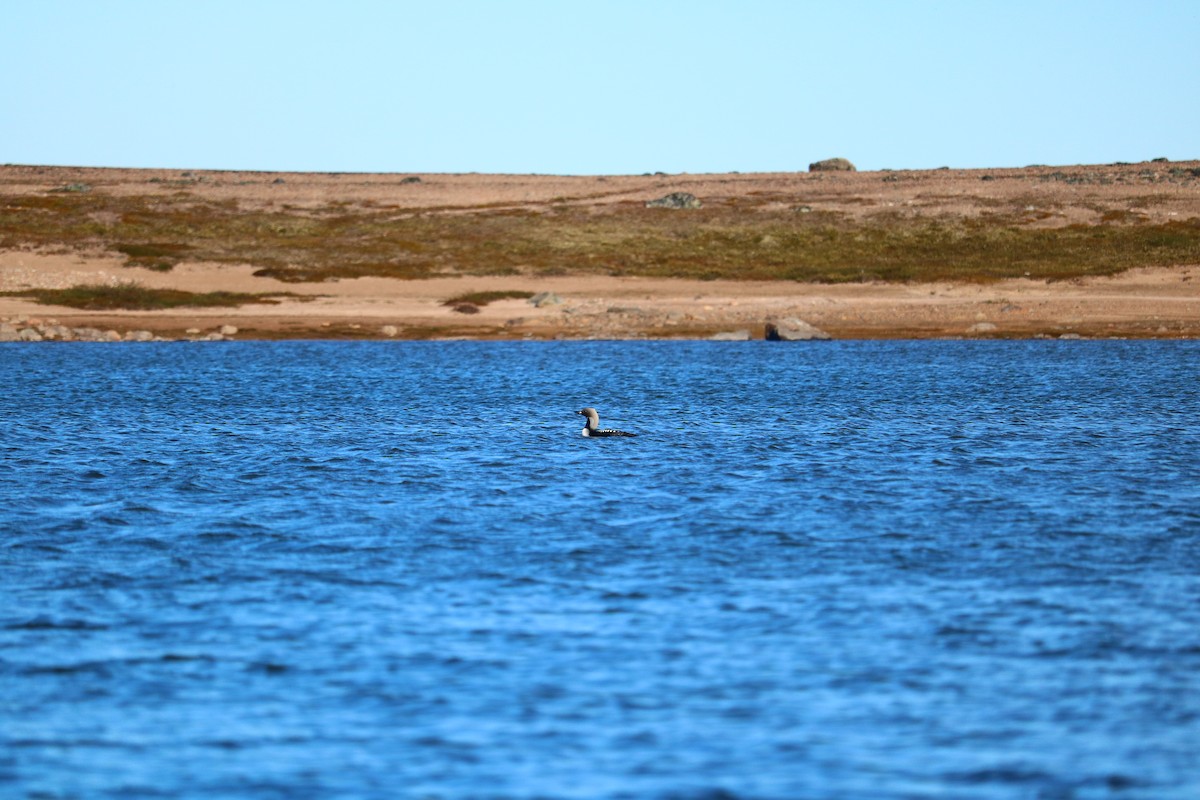 Pacific Loon - ML116030631