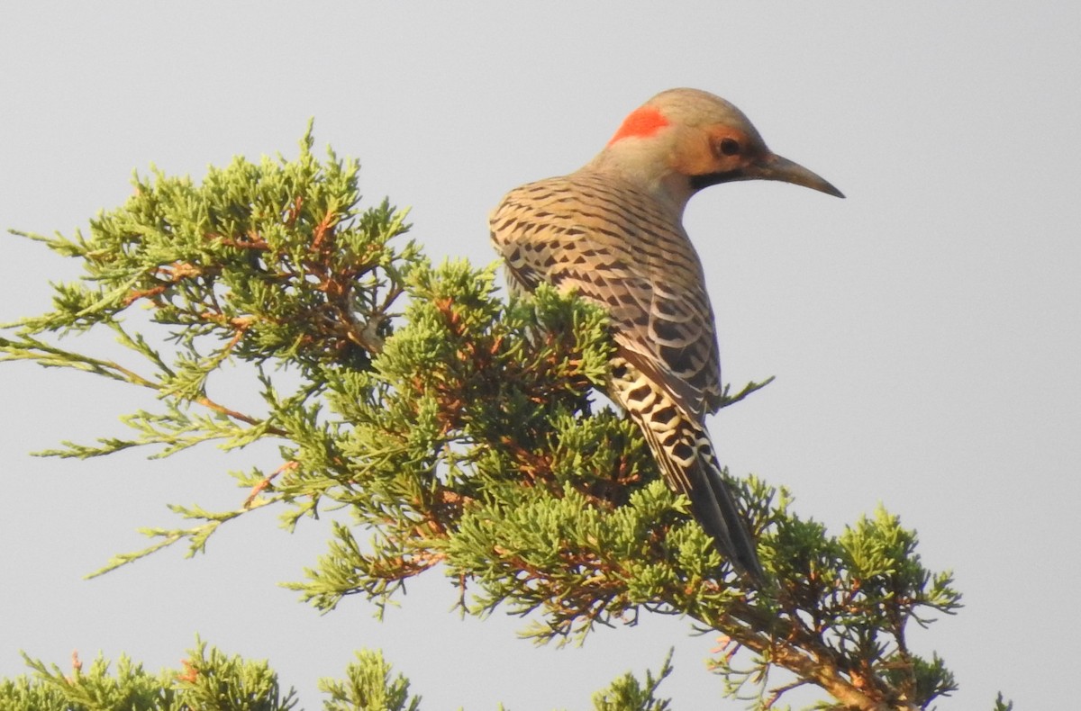 Northern Flicker - Carol Baird Molander