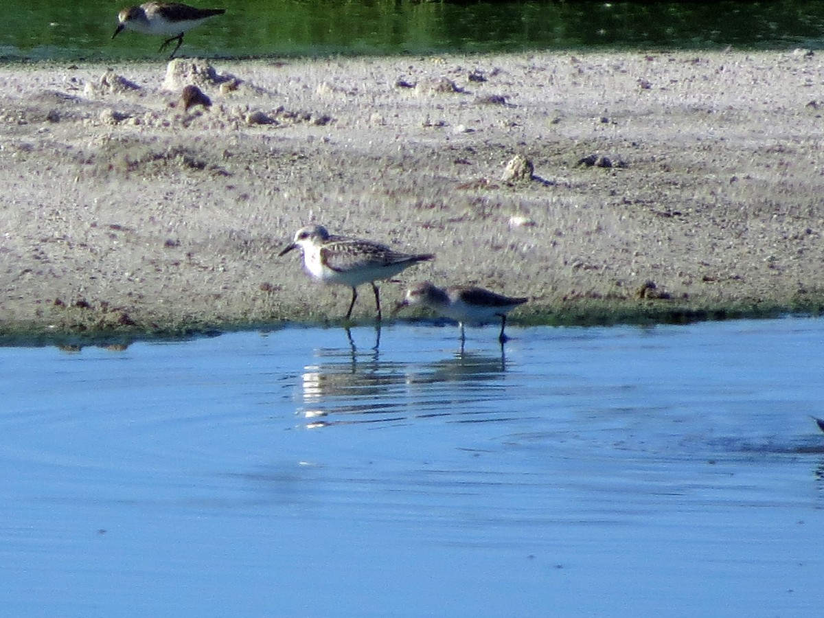 Sanderling - Steve Hosmer