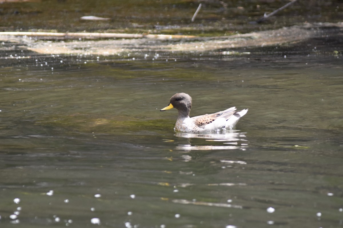 Yellow-billed Teal - John Patten Moss