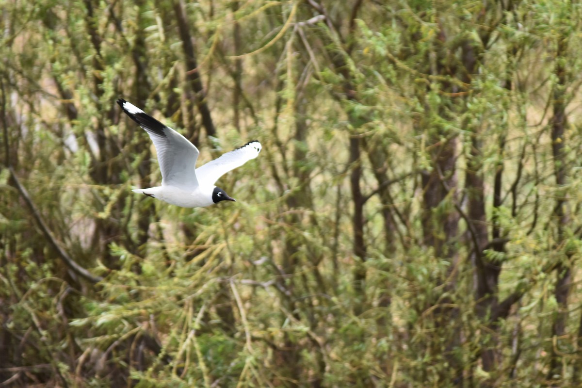 Andean Gull - ML116034621