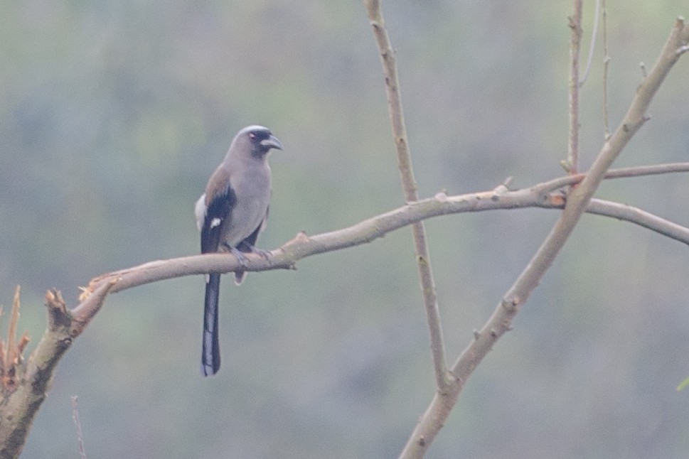 Gray Treepie - ML116036801