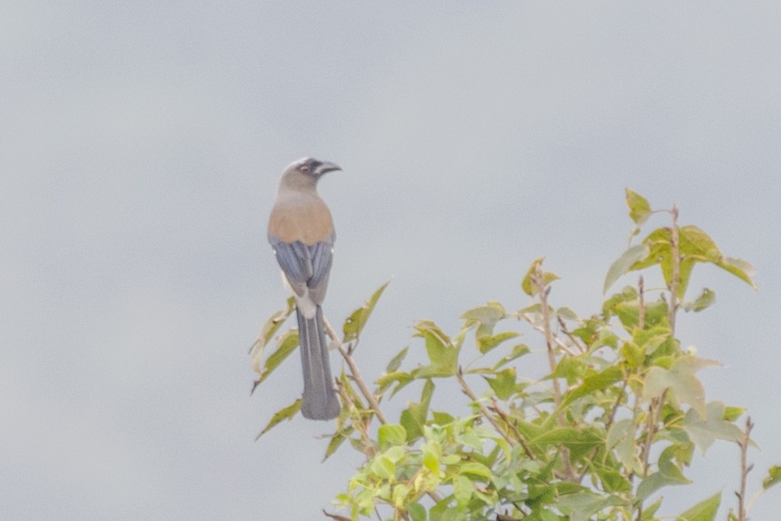 Gray Treepie - ML116036821