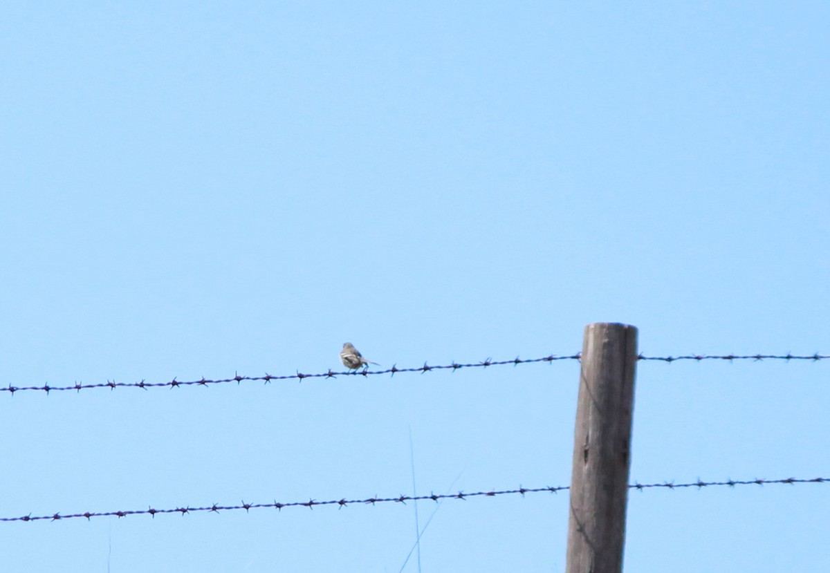 Gray Flycatcher - ML116038021