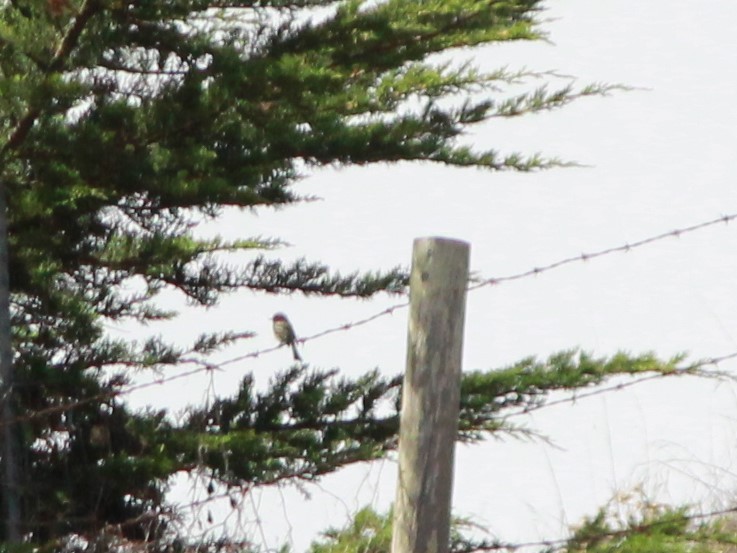 Gray Flycatcher - ML116038031