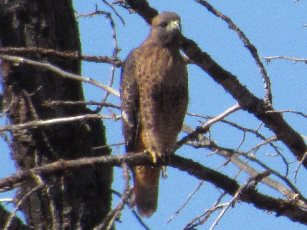 Red-tailed Hawk (calurus/alascensis) - ML116038661