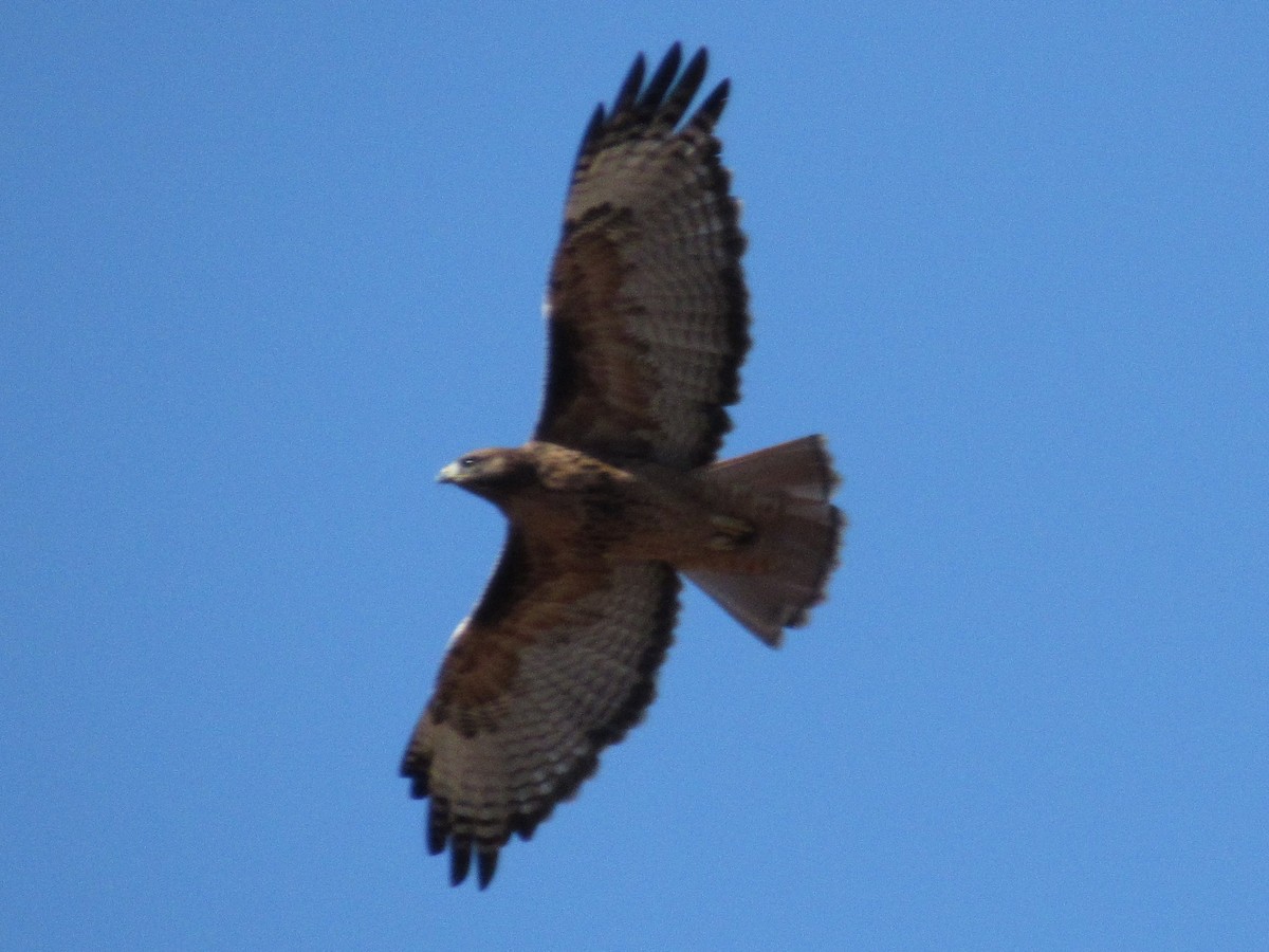 Red-tailed Hawk (calurus/alascensis) - ML116038671