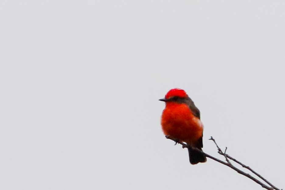 Vermilion Flycatcher - ML116039301