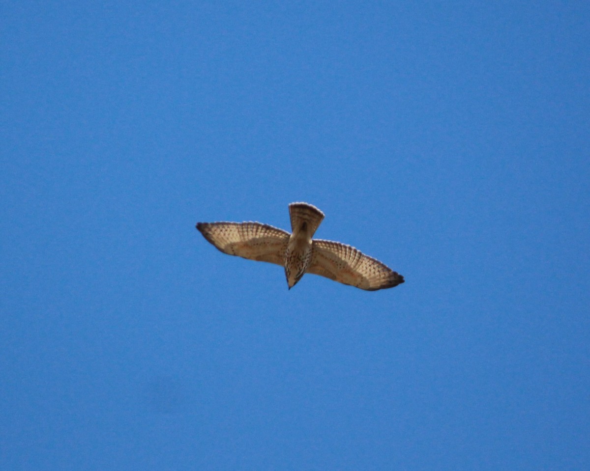 Broad-winged Hawk - ML116039341