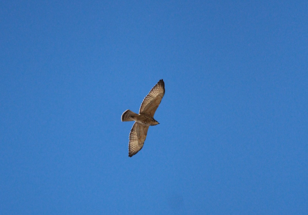 Broad-winged Hawk - ML116039351