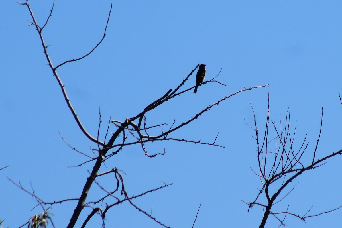 Western Wood-Pewee - ML116040231